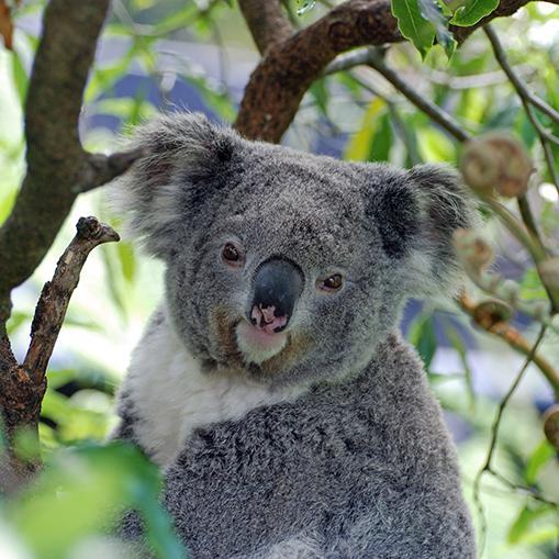 koala image link to story