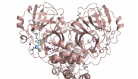 The SARS-CoV-2 main protease visualized in PyMOL, generated from data simulated in BIOL 172